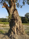 Populus alba