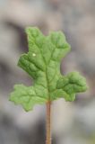 Image of taxon representative. Author is Владимир Эпиктетов