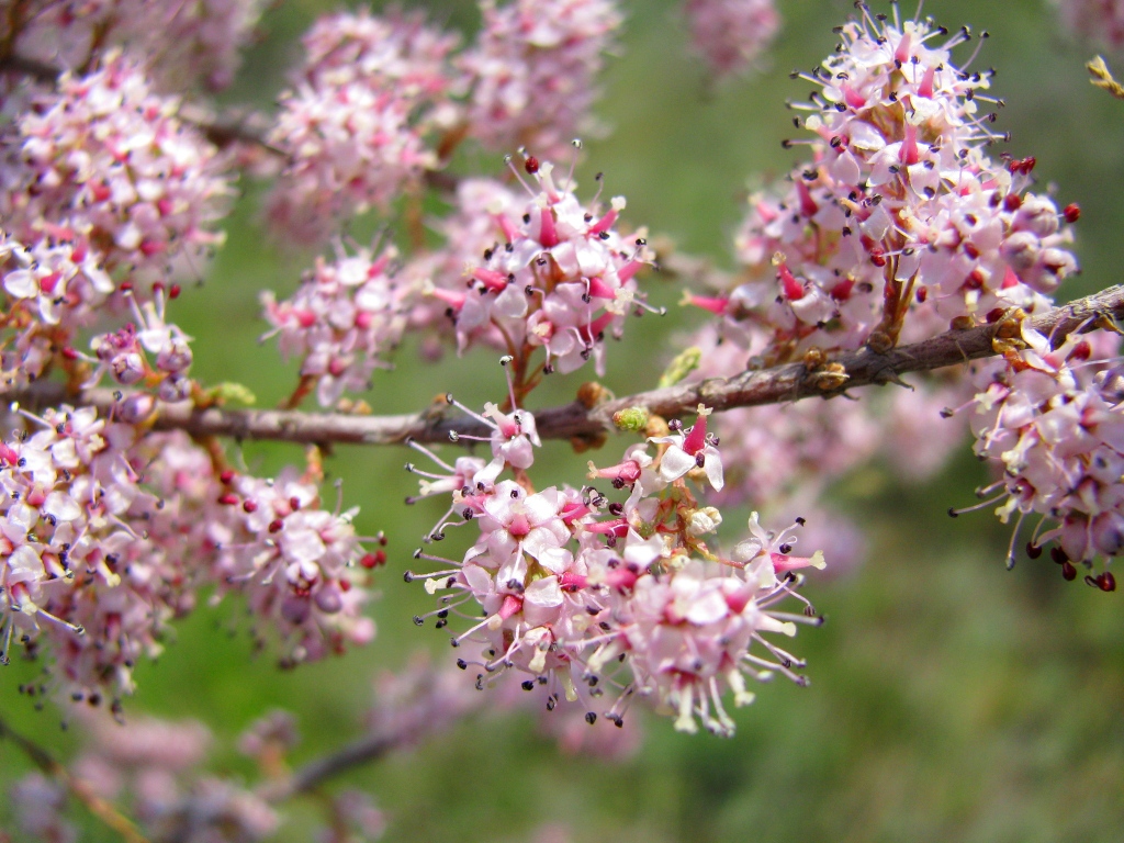 Изображение особи Tamarix gracilis.