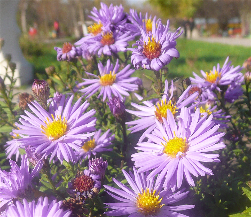 Image of Symphyotrichum novi-belgii specimen.