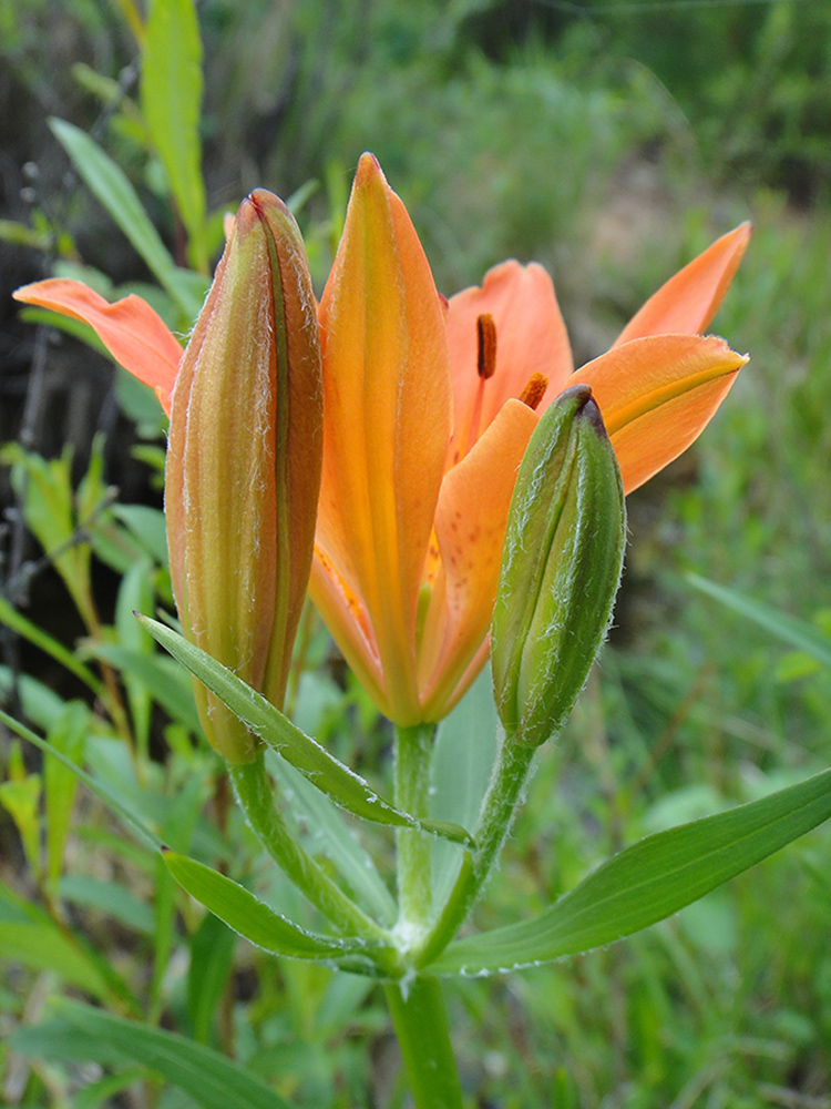 Image of Lilium pensylvanicum specimen.