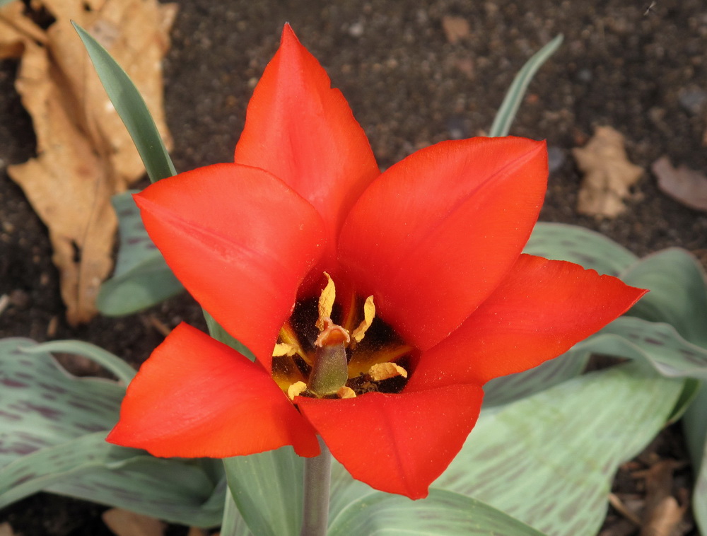 Image of genus Tulipa specimen.
