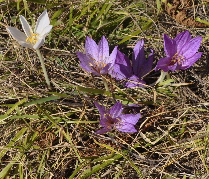 Image of Colchicum bivonae specimen.