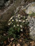 Pyrethrum parthenifolium