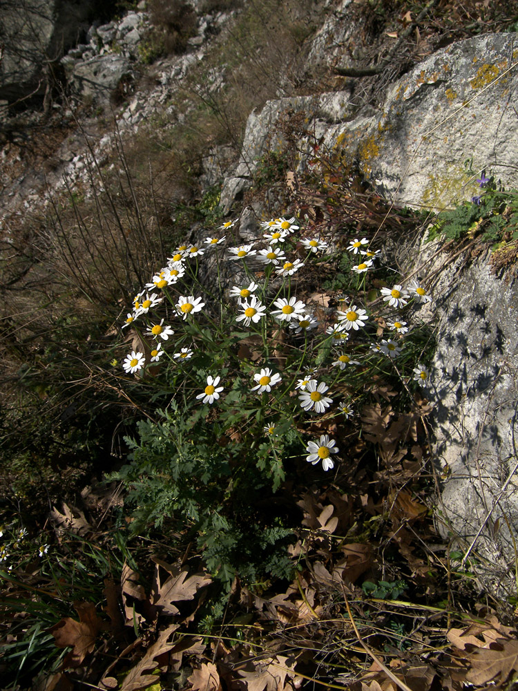 Image of Pyrethrum parthenifolium specimen.