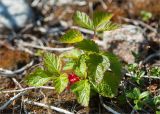 Rubus saxatilis