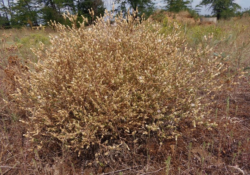 Image of Centaurea diffusa specimen.