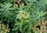 род Euphorbia