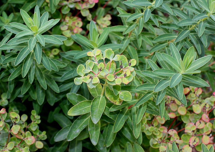 Изображение особи род Euphorbia.