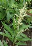 Rumex triangulivalvis