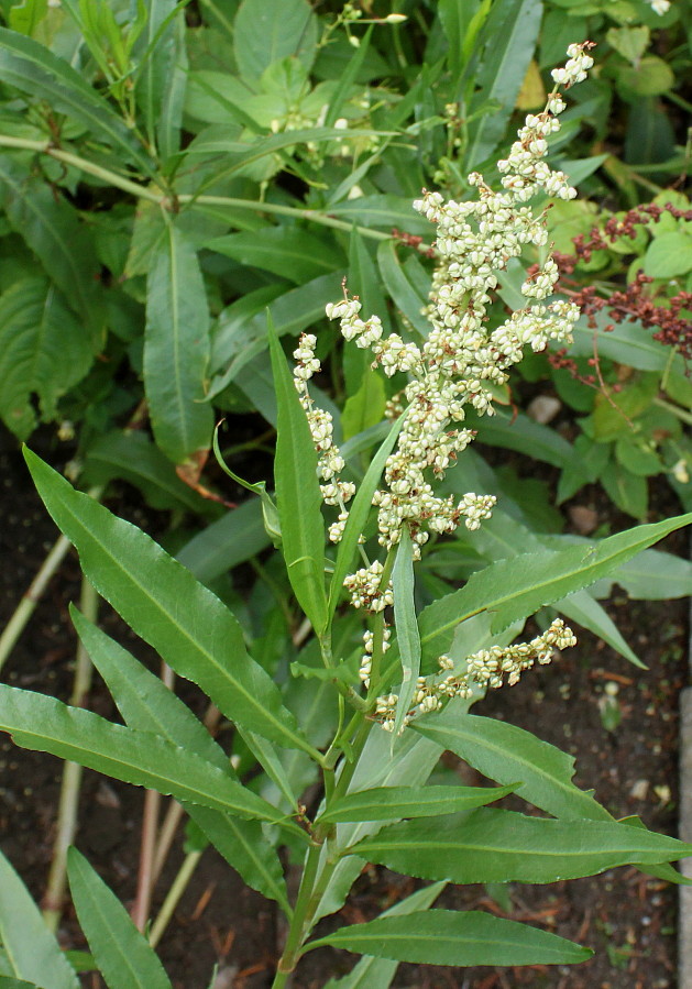 Image of Rumex triangulivalvis specimen.