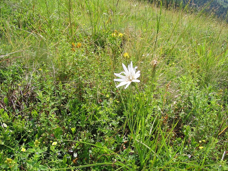 Image of Scorzonera rosea specimen.