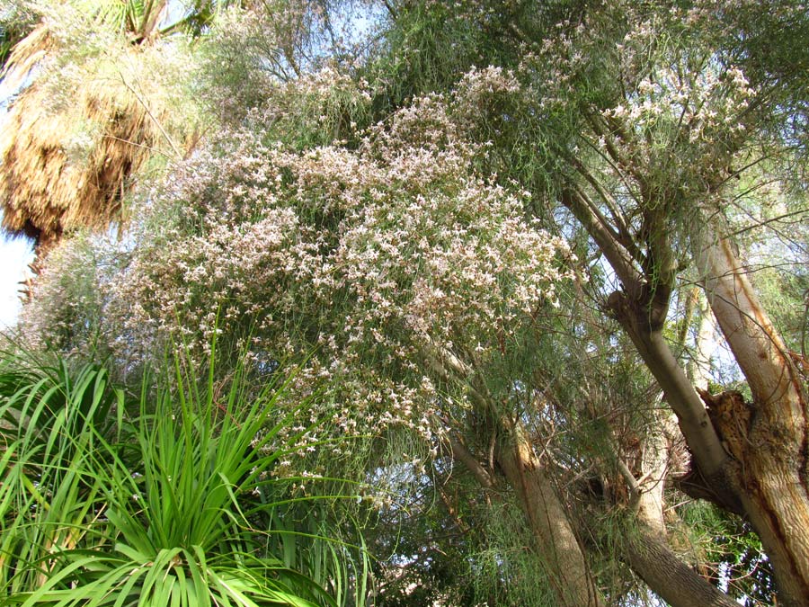 Image of Moringa peregrina specimen.