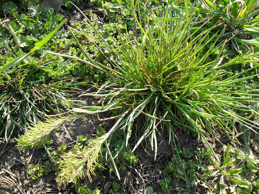 Image of Poa bulbosa ssp. vivipara specimen.
