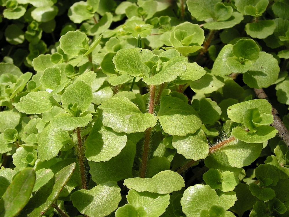 Image of Chrysosplenium sinicum specimen.