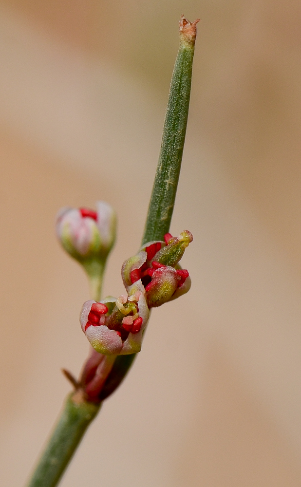 Изображение особи Calligonum polygonoides.