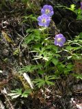 Geranium erianthum. Цветущее растение. Хабаровский край, Ванинский р-н, скальные обнажения в долине р. Уини. 07.07.2013.