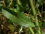 Grindelia squarrosa. Лист в нижней части стебля (длина пластинки 6 см). Киев, Святошино, обочина Житомирского шоссе. 9 июля 2009 г.