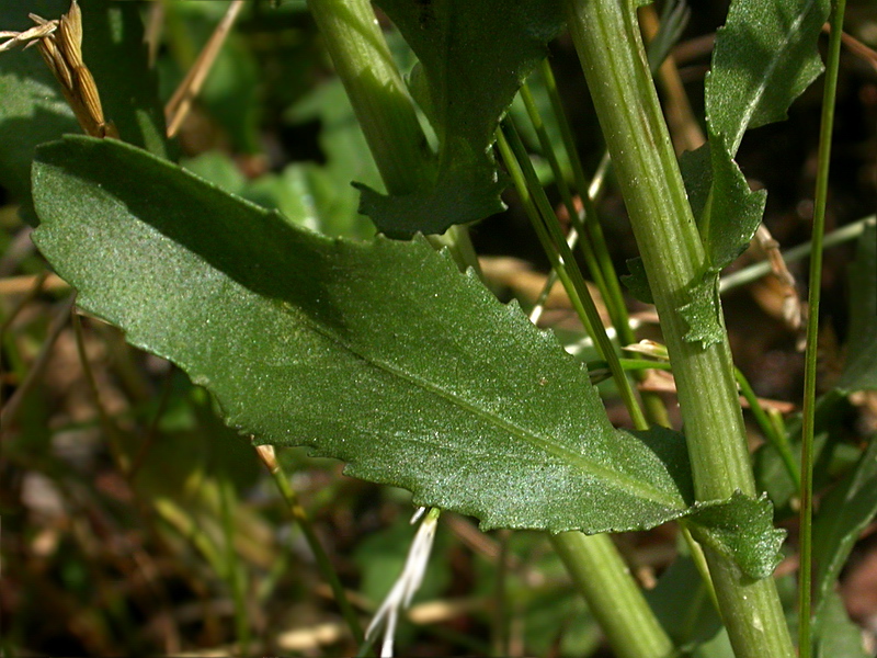 Image of Grindelia squarrosa specimen.