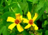 Hypericum ascyron