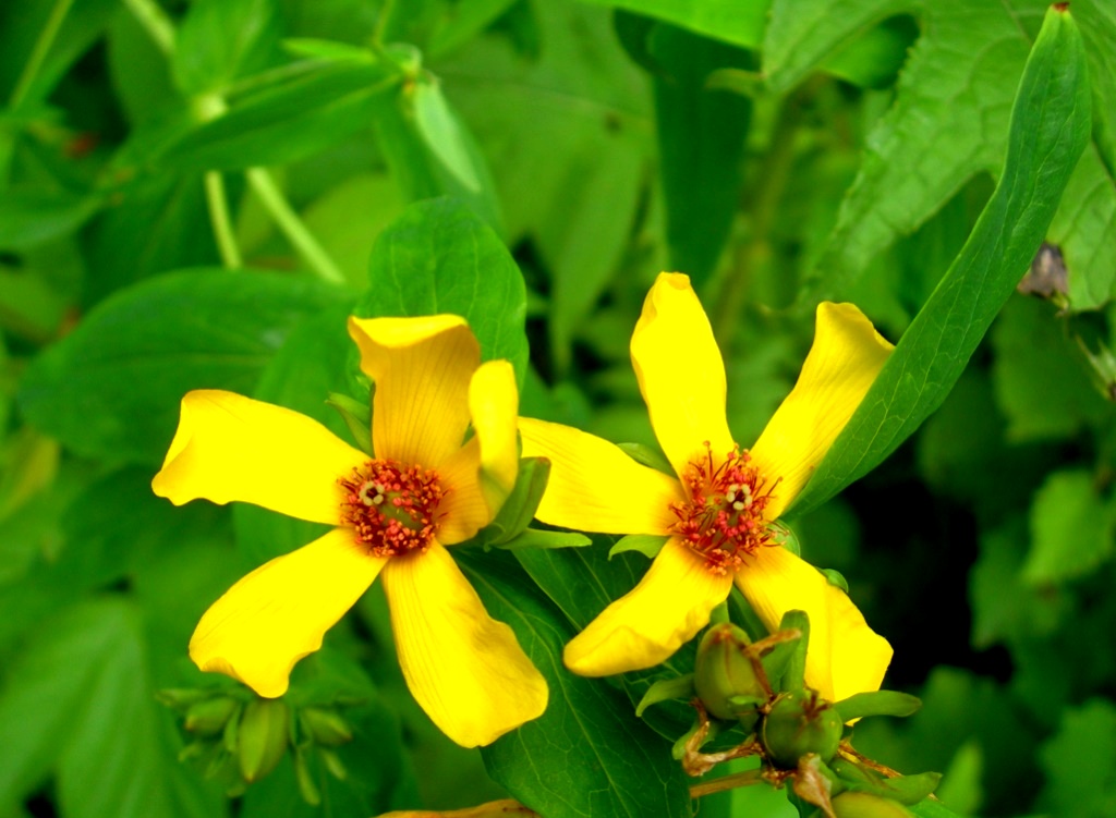 Изображение особи Hypericum ascyron.