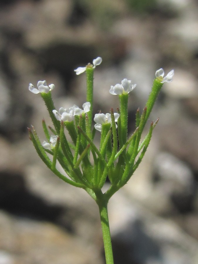 Изображение особи Scandix stellata.