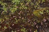 Andromeda polifolia. Цветущие растения на моховом болотце-плаще. Мурманская обл., окр. г. Мурманск, северный склон Лисьей сопки. Конец августа.