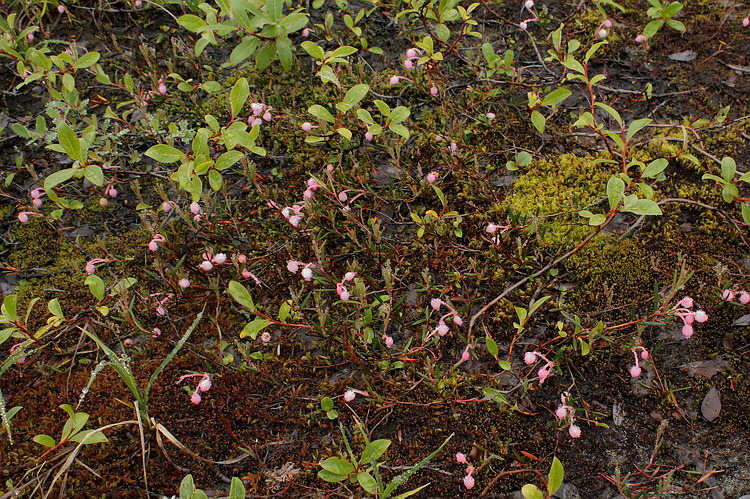 Изображение особи Andromeda polifolia.