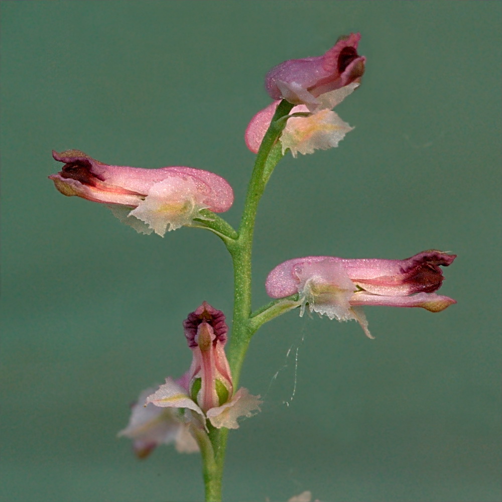 Image of Fumaria rostellata specimen.