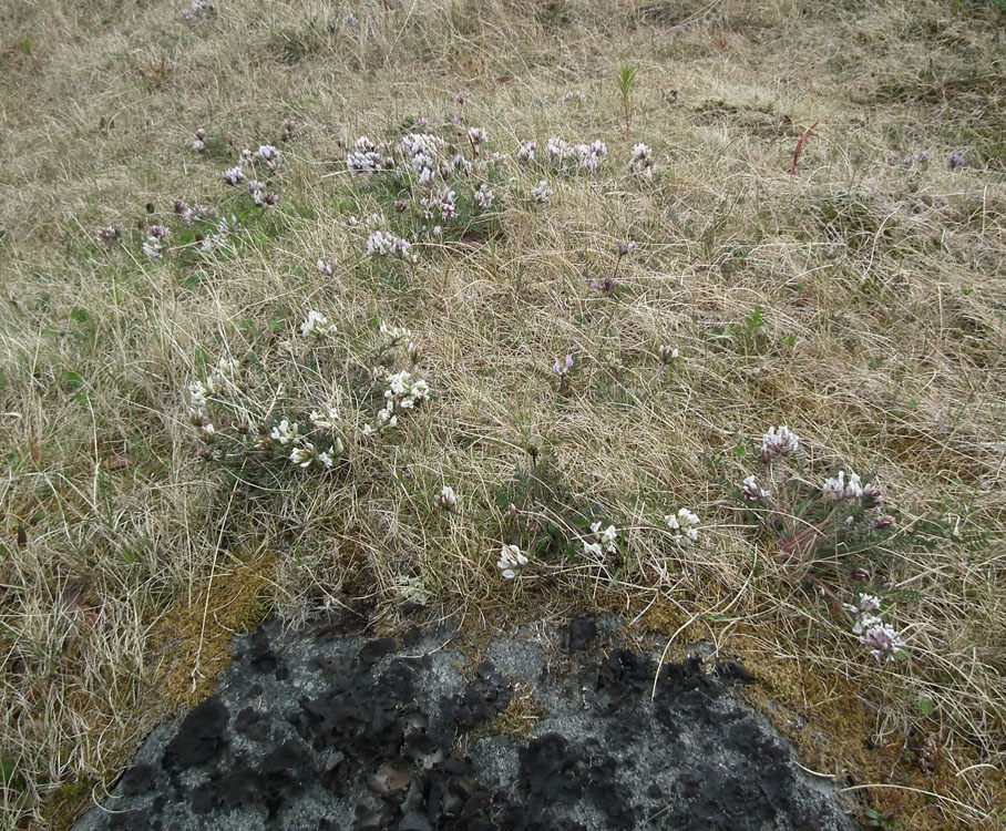 Изображение особи Oxytropis sordida.