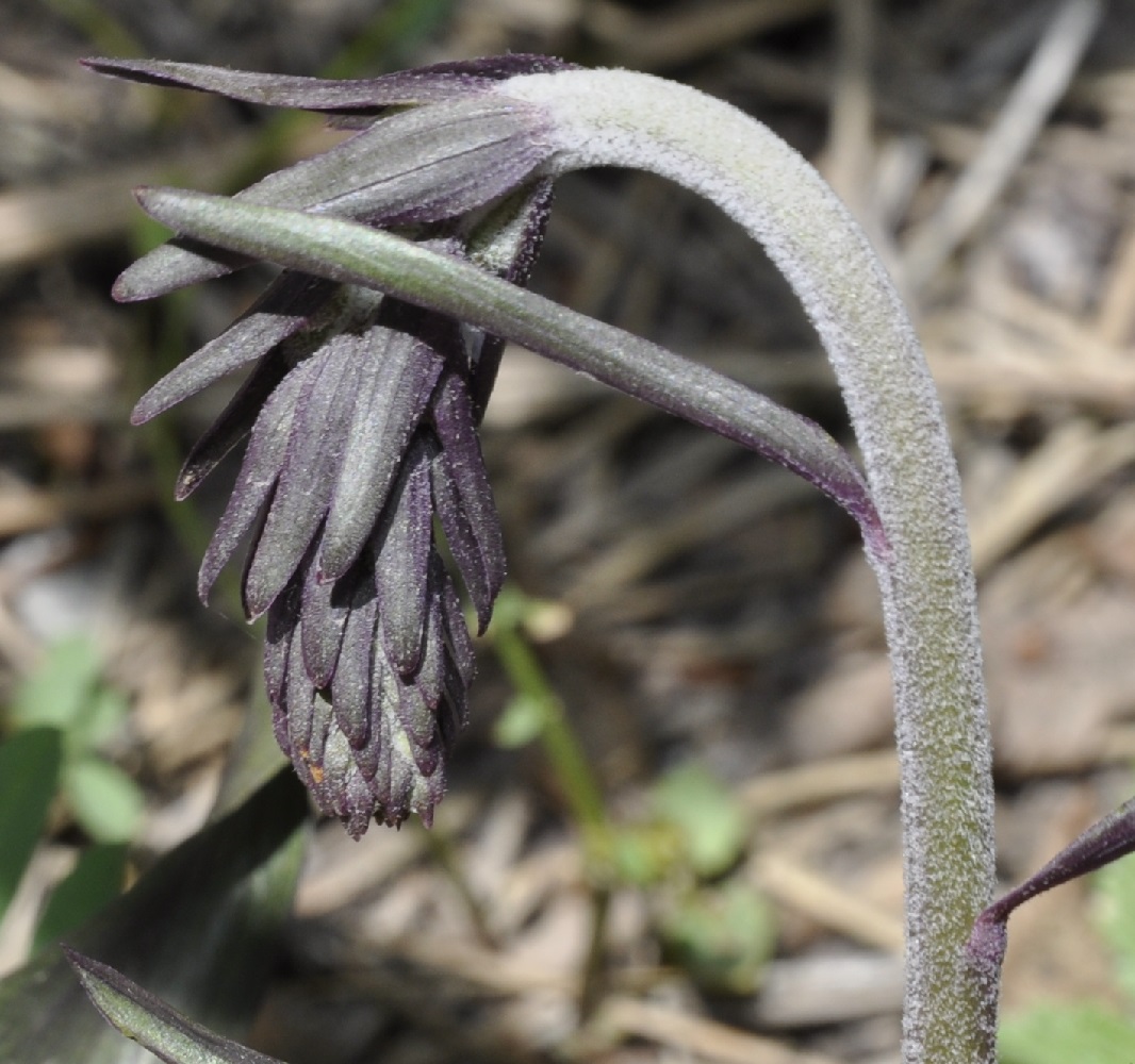 Image of Epipactis atrorubens ssp. subclausa specimen.