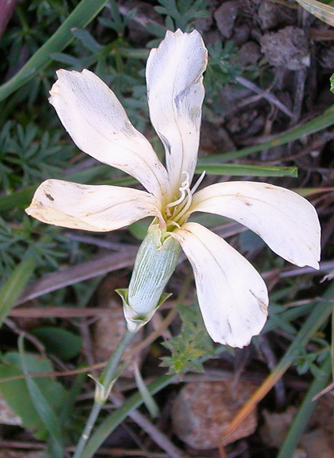 Изображение особи Dianthus lanceolatus.