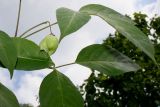 Staphylea trifolia