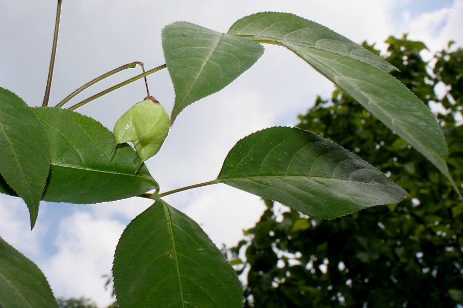 Изображение особи Staphylea trifolia.