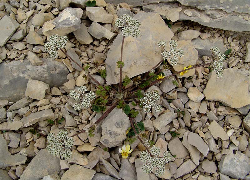 Изображение особи Chaerophyllum humile.