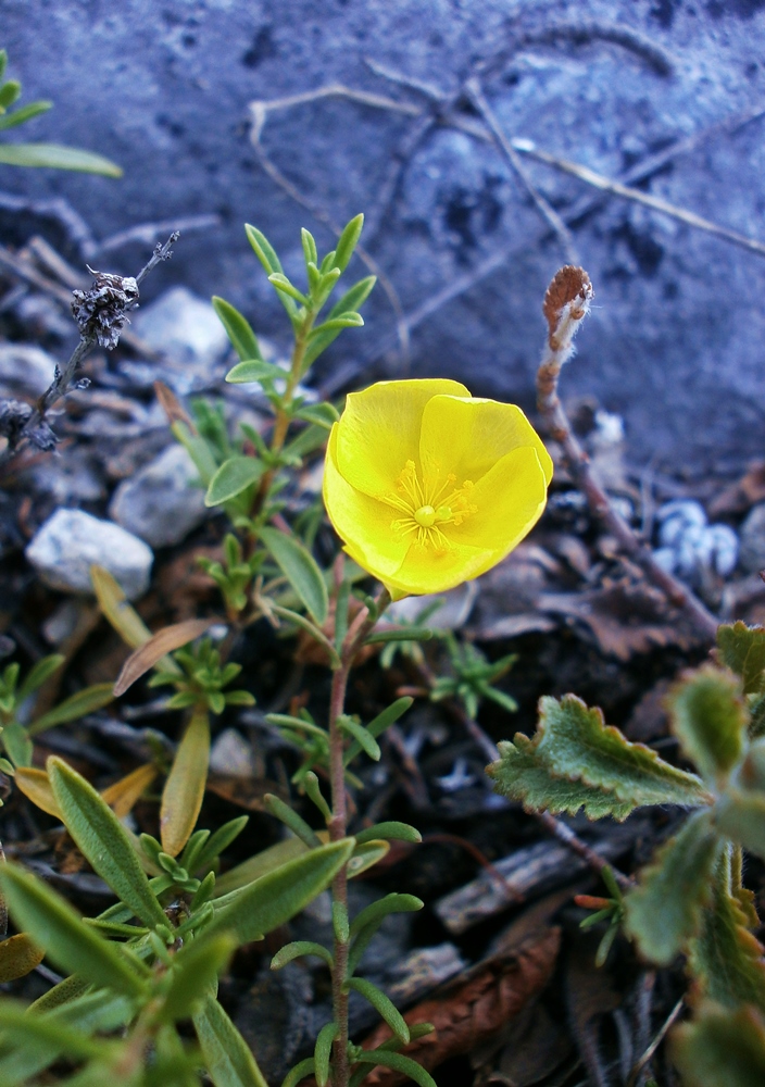 Изображение особи Fumana procumbens.