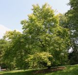 Liquidambar formosana