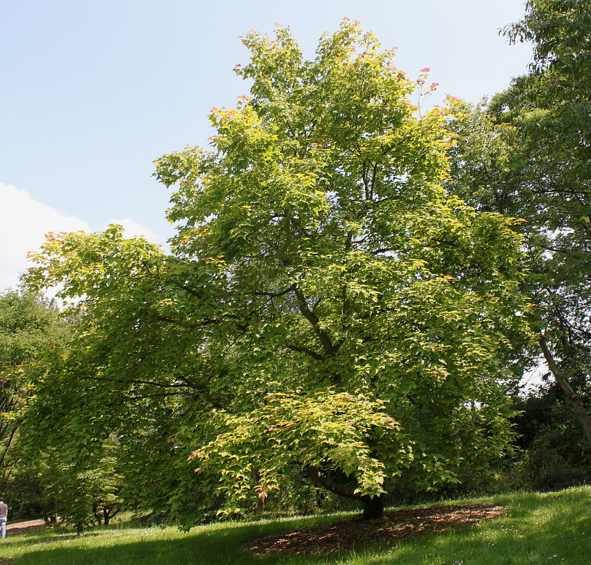 Image of Liquidambar formosana specimen.