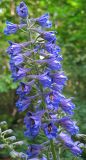 Delphinium cuneatum