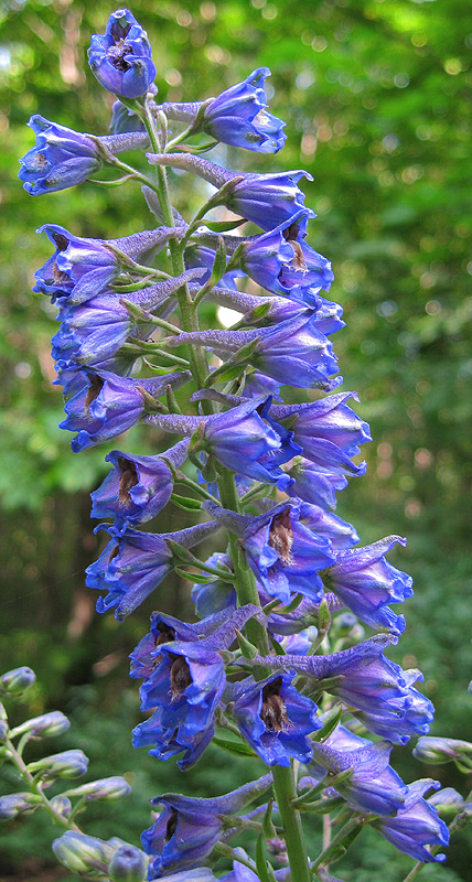 Image of Delphinium cuneatum specimen.