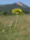 Crepis setosa