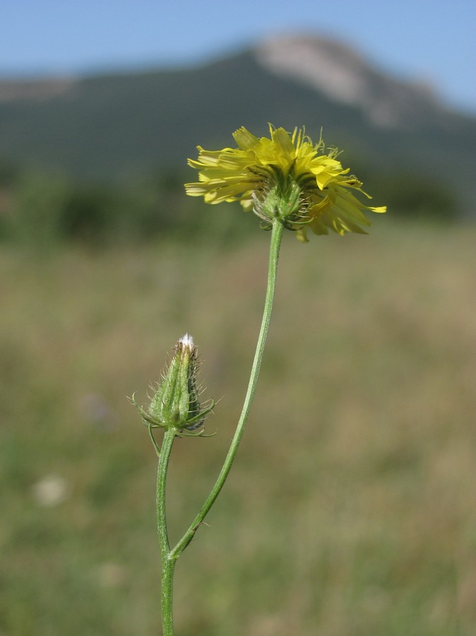 Изображение особи Crepis setosa.