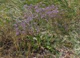 Limonium gmelinii. Цветущее растение. Украина, Запорожская обл., Бердянский р-н, г. Бердянск, Бердянская коса, влажная низина. 01.08.2014.