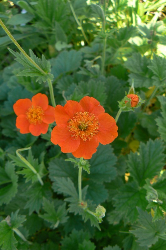 Image of Geum quellyon specimen.