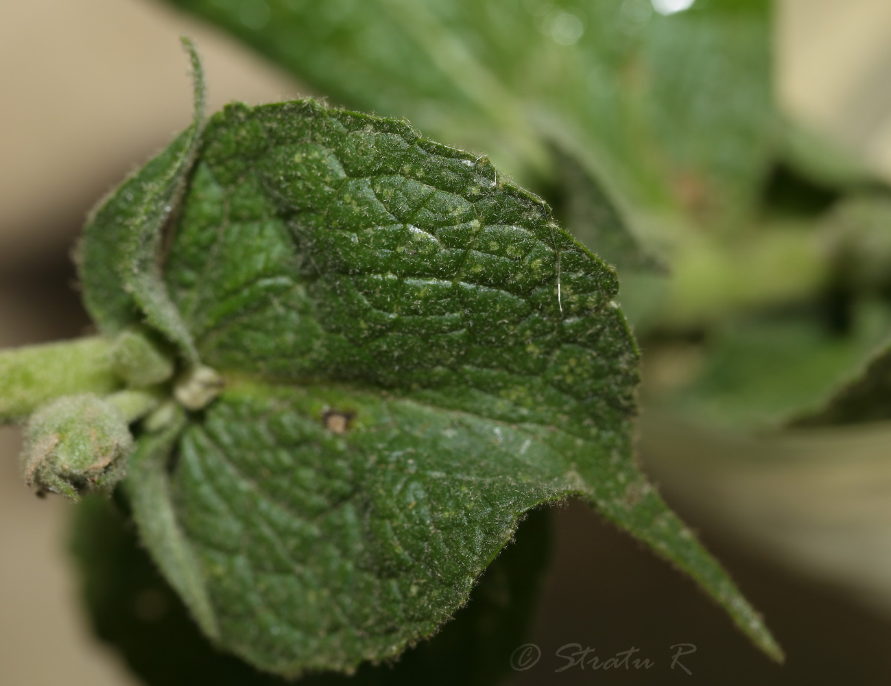 Изображение особи Verbascum phlomoides.