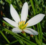 Zephyranthes candida