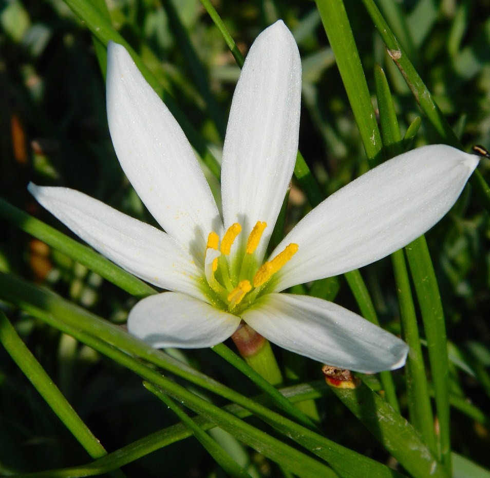 Изображение особи Zephyranthes candida.