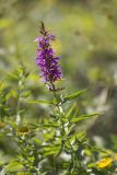 Lythrum salicaria