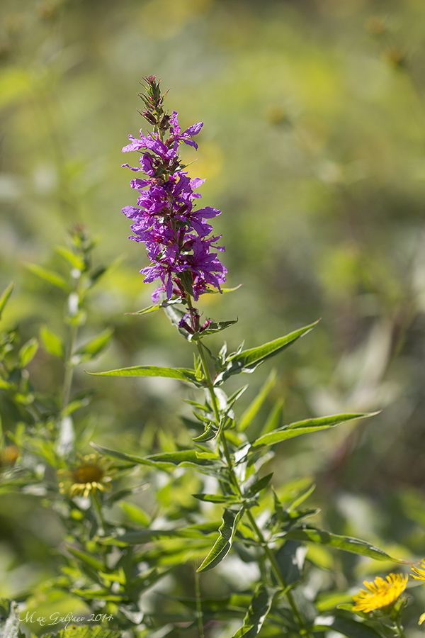 Image of Lythrum salicaria specimen.