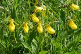 Cypripedium parviflorum var. pubescens